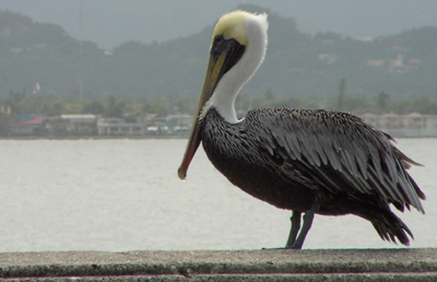 Pelican in Puerto Rico