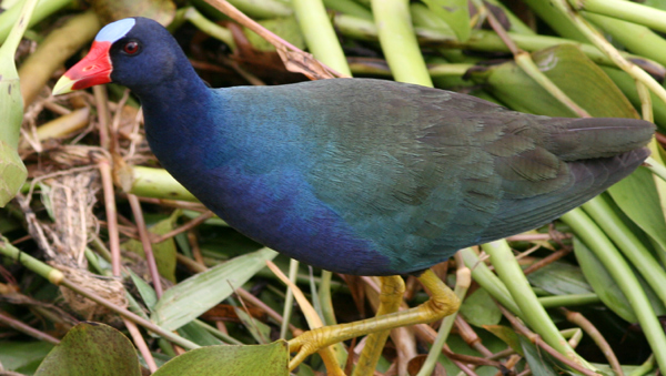 Purple Gallinule