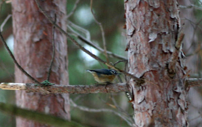 Red-breasted Nuthatch