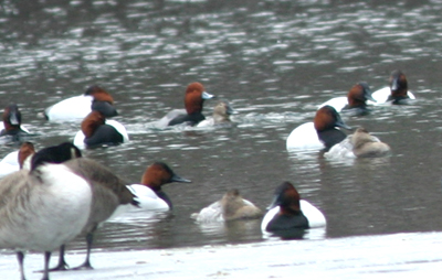 Pick out the Redhead