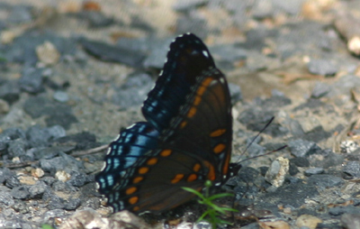 Red-spotted Purple