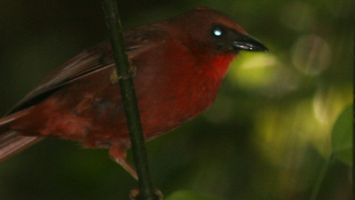 Red-throated Ant Tanager