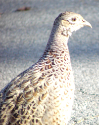 Ring-necked Pheasant