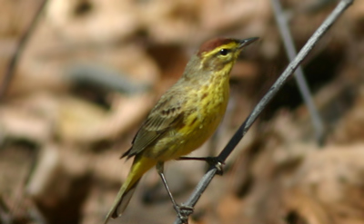 Palm Warbler