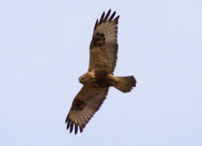 Rough-legged Hawk