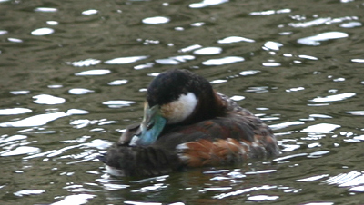 Ruddy Duck