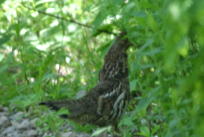 Ruffed Grouse