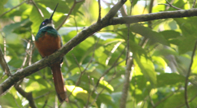 Rufous-tailed Jacamar