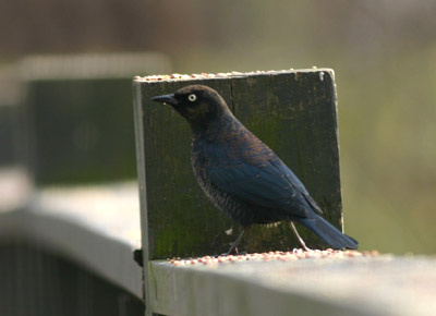 Rusty Blackbird Rusty Blackbird