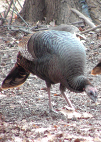 Wild Turkey