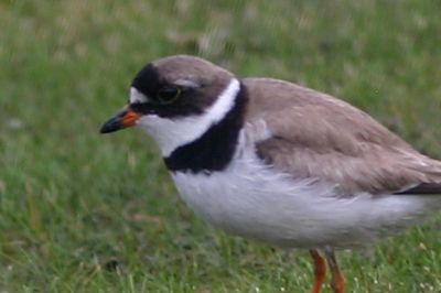 Semipalmated Plover