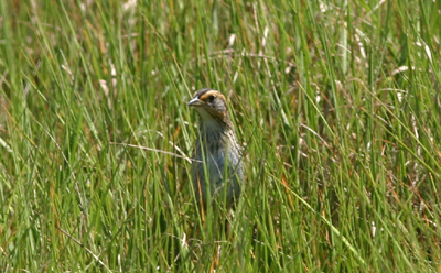 Saltmarsh Sharp-tailed Sparrow