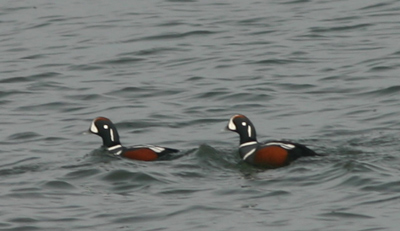 Harlequin Ducks