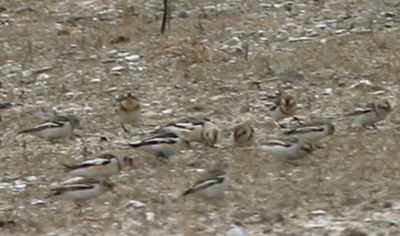 Snow Buntings