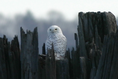 Snowy Owl