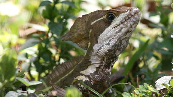 Striped Basilisk Lizard