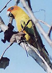 Sulfur-breasted Parakeet by LuÃ­s FÃ¡bio Silveira