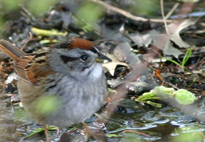 Swamp Sparrow