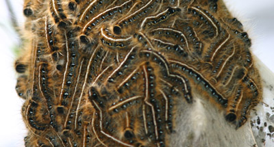 Eastern Tent Caterpillar