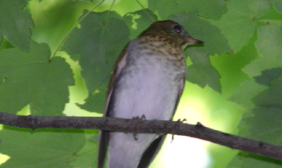 Central Park Catharus Thrush