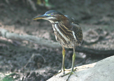 Green Heron