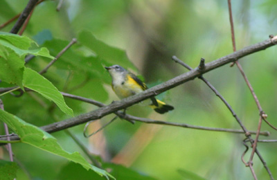 American Redstart