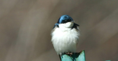 Tree Swallow