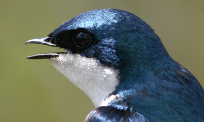 Tree Swallow