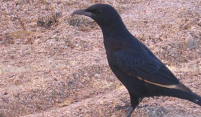 Tristram's Starling