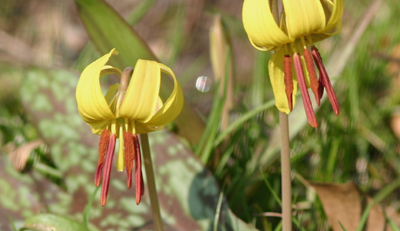 Trout Lily