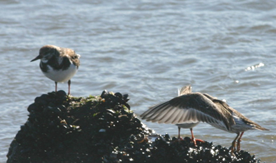 Ruddy Turnstones and Purple Sandpiper