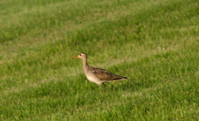 Upland Sandpiper