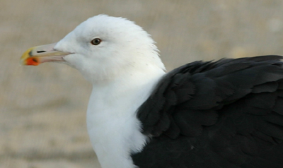 Great Black-backed Gull