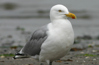 Herring Gull