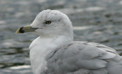 Ring-billed Gull