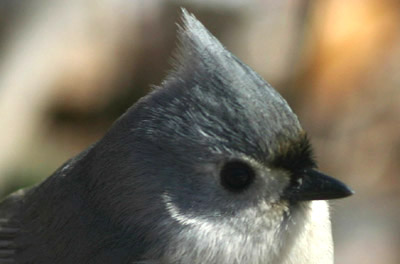 Tufted Titmouse