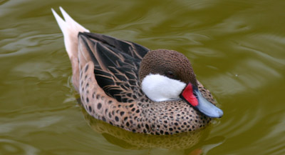 White-cheeked Pintail