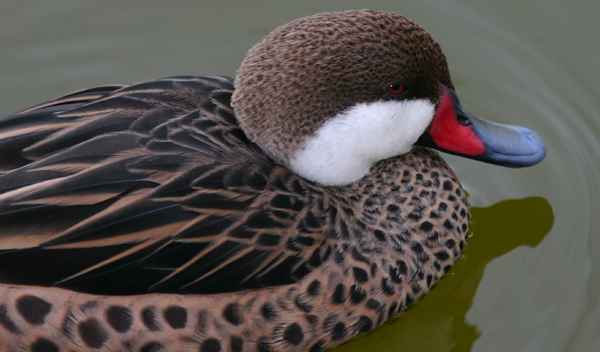 White-cheeked Pintail