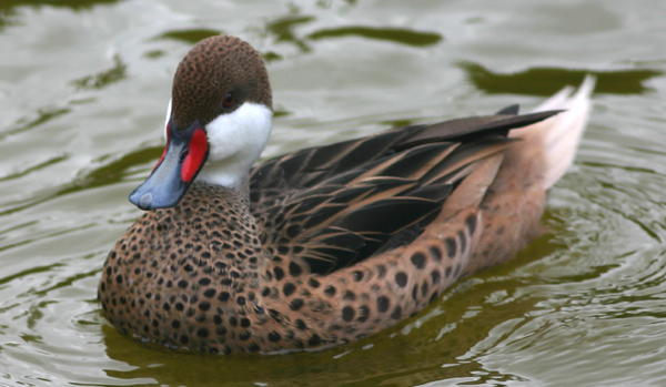 White-cheeked Pintail