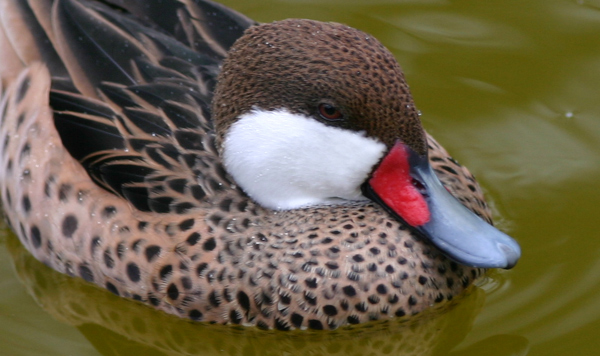 White-cheeked Pintail