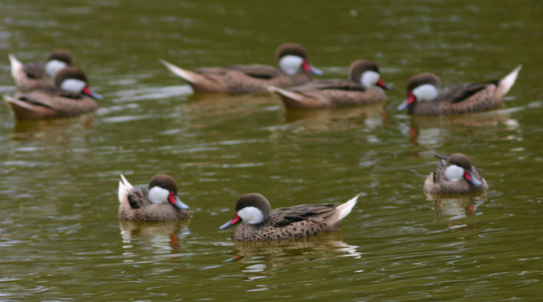 White-cheeked Pintail flock