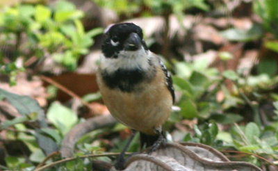 White-collared Seedeater