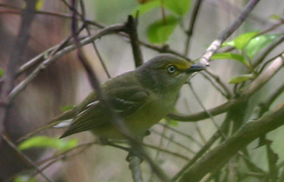 White-eyed Vireo