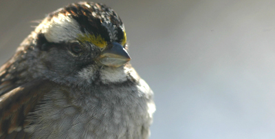 White-throated Sparrow