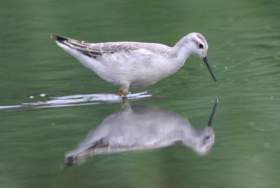 Wilson's Phalarope