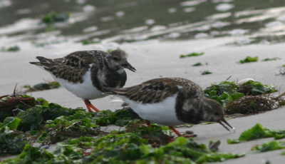 Ruddy Turnstones in winter