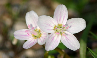 Common Wood-sorrel