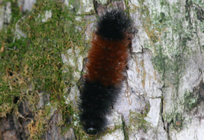 Woolly Bear Caterpillar