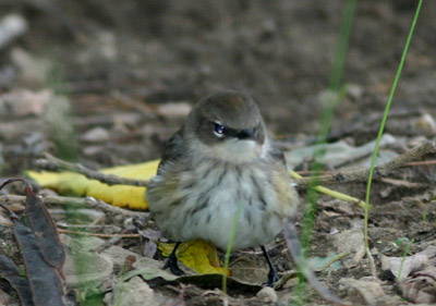 Yellow-rumped Warbler