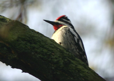 Yellow-bellied Sapsucker